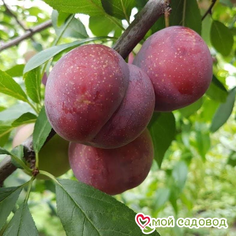 Алыча Десертная