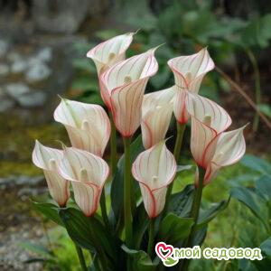 Калла Глейшер